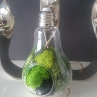 Уникална, модерна, стъклена арт декорация тип крушка от естествен мъх, снимка 5 - Декорация за дома - 18388892