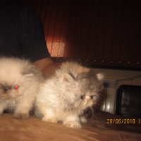 Сладки малки персийски пухчета, снимка 1 - Персийска - 21986797