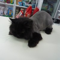 Подстригване на котка, снимка 6 - Ветеринари и услуги - 23386096