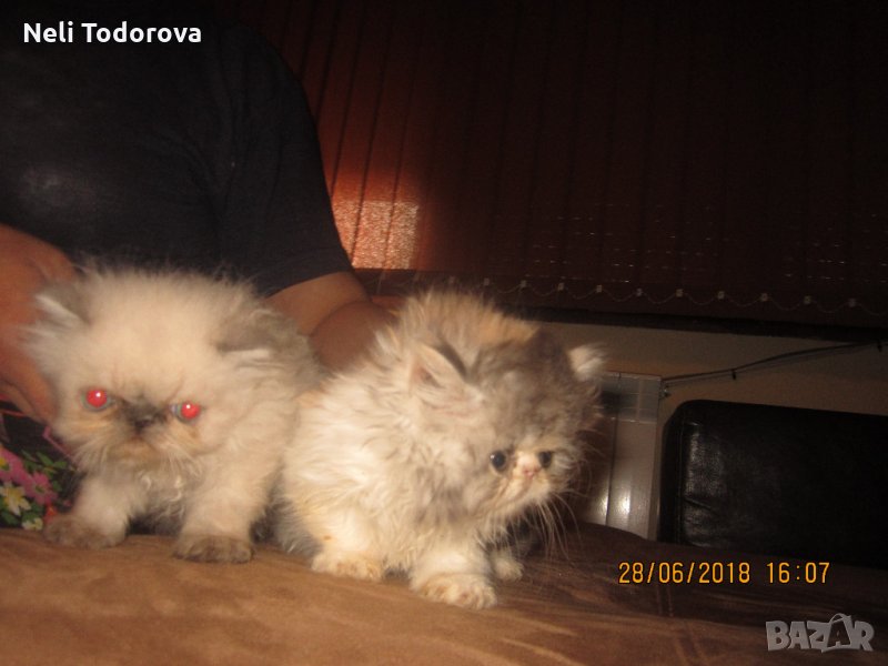 Сладки малки персийски пухчета, снимка 1