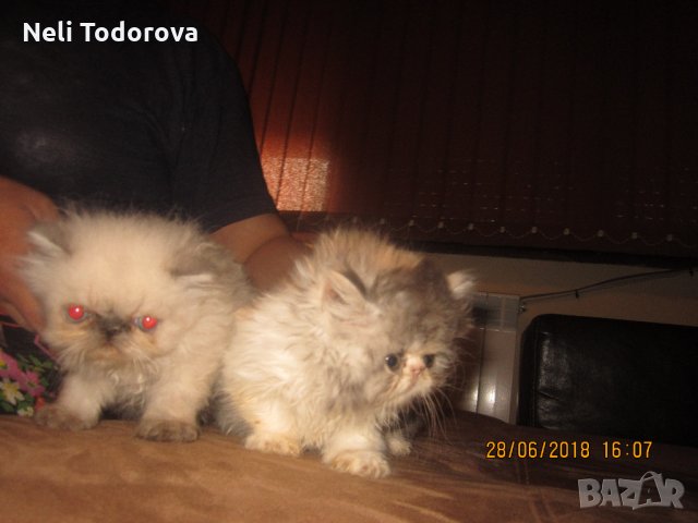 Сладки малки персийски пухчета, снимка 1