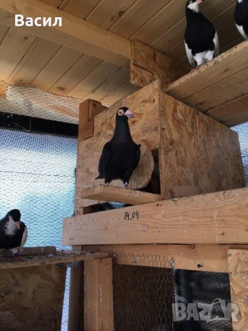 донеци.акмани, снимка 7 - Гълъби - 21606640