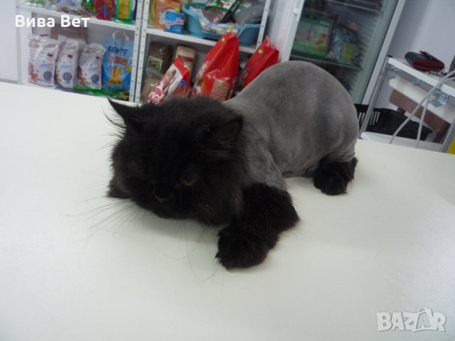 Подстригване на котка, снимка 6 - Ветеринари и услуги - 23386096