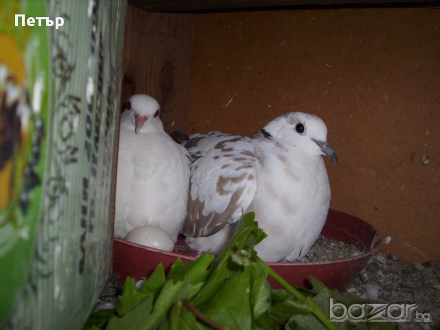 продавам гургулици различни цветове, снимка 5 - други­ - 18168414