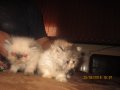 Сладки малки персийски пухчета, снимка 1 - Персийска - 21986797