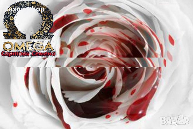 20 броя рядък сорт Бяла, кървава, Роза, растение, Цвете Asaka, True Bl, снимка 2 - Градински цветя и растения - 24699392
