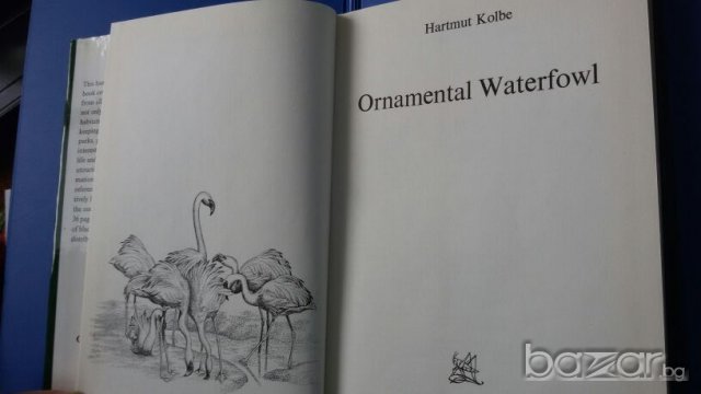 Ornamental waterfowl by Hartmut Kolbe (in English) За любителите на птичия свят - водолюбивите птици, снимка 5 - Специализирана литература - 20844430