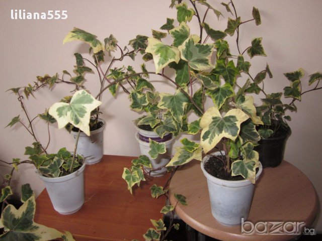 Бръшля̀н- за озеленяване стени,телени мрежи,  тераси и др, снимка 3 - Градински цветя и растения - 10636384