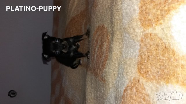 Чихуахуа в наличност, снимка 11 - Чихуахуа - 24389414