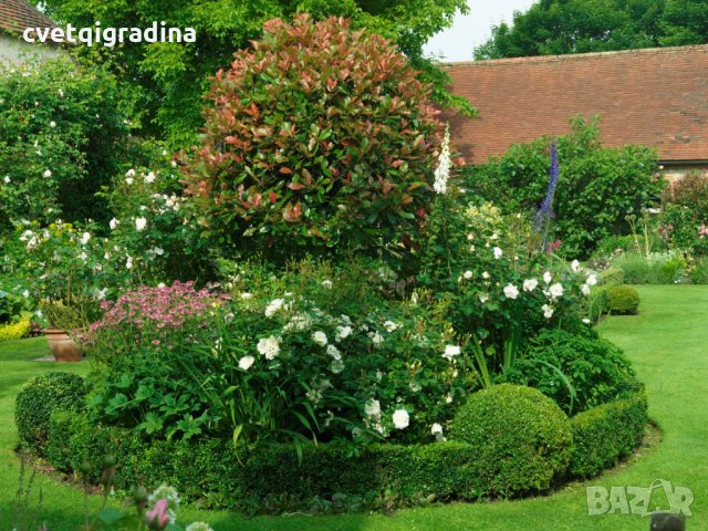  Photinia fr.'Red Robin', снимка 4 - Градински цветя и растения - 21905217