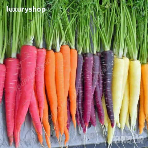 Многоцветни моркови, бонсай, органични, вкусни зеленчуци, растения за дома, градина, редки зеленчуко
