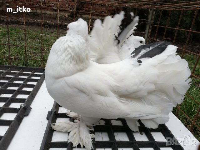 Индийски фенерлии , снимка 8 - Гълъби - 24521039