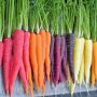 Многоцветни моркови, бонсай, органични, вкусни зеленчуци, растения за дома, градина, редки зеленчуко, снимка 1 - Сортови семена и луковици - 24818953