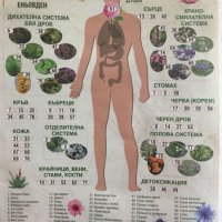 Змийска Хурха и всички български билки на едро и дребно, снимка 2 - Градински цветя и растения - 23392319