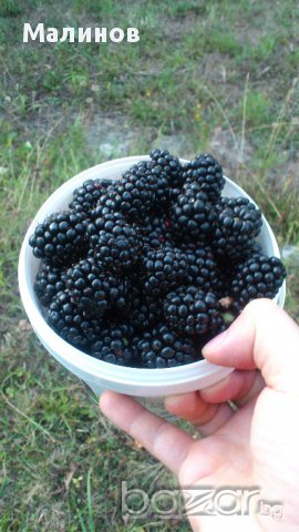 Супер едри, питомни къпини без бодли, снимка 8 - Стайни растения - 11542692