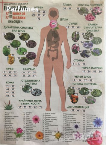 Змийска Хурха и всички български билки на едро и дребно, снимка 2 - Градински цветя и растения - 23392319
