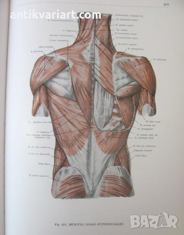 1971г. Медицинска Книга Анатомичен Атлас Том1-ви, снимка 15 - Други - 25936774