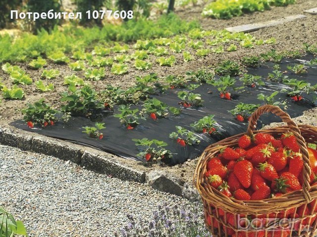 Мулчиращо фолио за ягоди и марули Пловдив, снимка 1 - Градински цветя и растения - 16832065