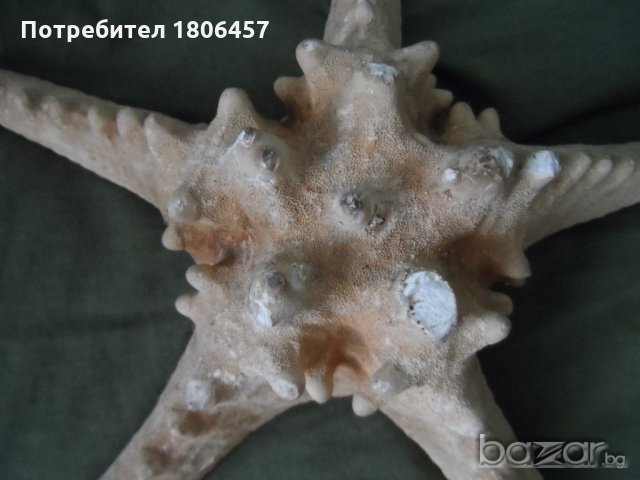 голяма морска звезда, снимка 11 - Антикварни и старинни предмети - 21356956