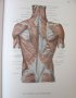 1971г. Медицинска Книга Анатомичен Атлас Том1-ви, снимка 15