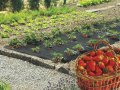 Мулчиращо фолио за ягоди и марули Пловдив