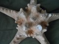 голяма морска звезда, снимка 11
