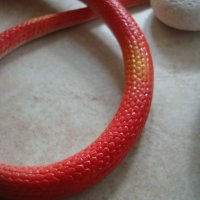 " Червена змия "  - реалистична силиконова змия, снимка 6 - Други - 21533063