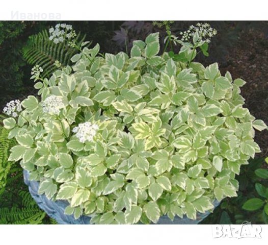 Егоподиум , снимка 2 - Градински цветя и растения - 22763996