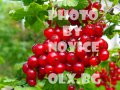 Розови и бели хортензии, дървесна хортензия, хибискус, клематис, ананас, снимка 12