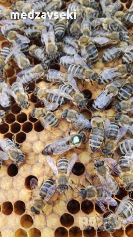 Пчелни майки, снимка 9 - Други животни - 18653942