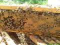 Натурален, пчелен мед 2023., снимка 3