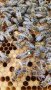 Пчелни майки, снимка 9