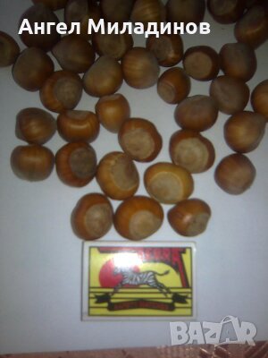 Лешник,лешници, леска-римски, бадемовиден