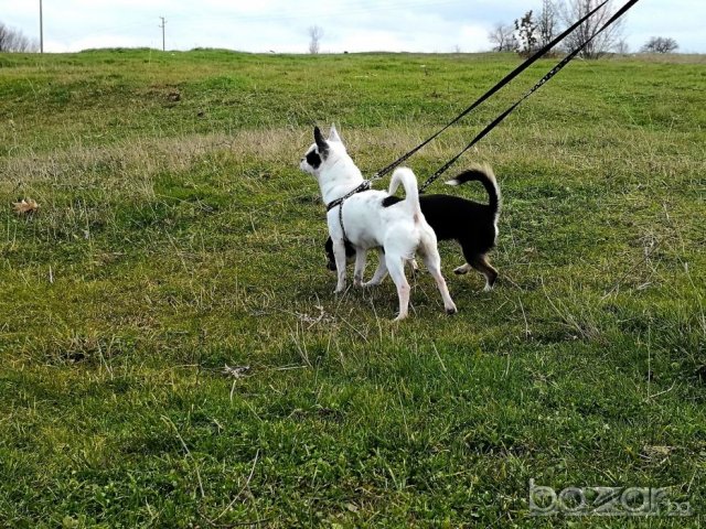 Чихуахуа чистопороден мъжкар за разплод, снимка 6 - Чихуахуа - 20790772
