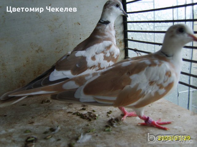 Скумрийки, снимка 4 - други­ - 20152787