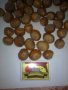 Лешник-римски, бадемовиден, снимка 1 - Сортови семена и луковици - 24586233
