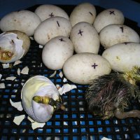 Румънски инкубатори(с ръчно завъртане на яйцата) , снимка 2 - За птици - 21428161