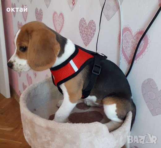 Каишка за малки и средни кучета, снимка 3 - Други - 25989144