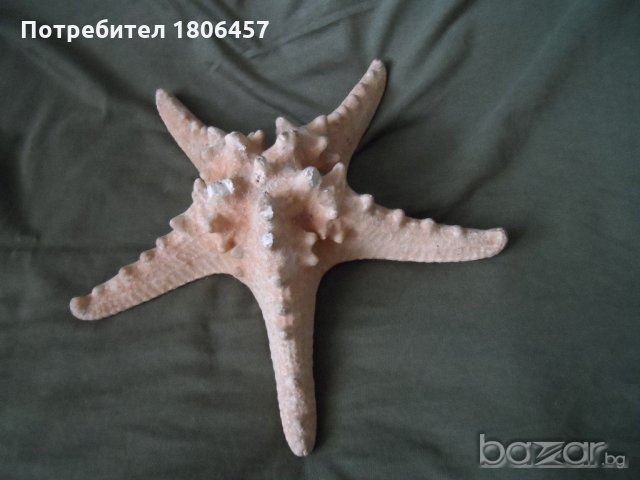 голяма морска звезда, снимка 15 - Антикварни и старинни предмети - 21356956
