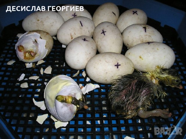 Румънски инкубатори(с ръчно завъртане на яйцата) , снимка 2 - За птици - 21428161