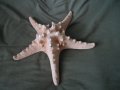 голяма морска звезда, снимка 15