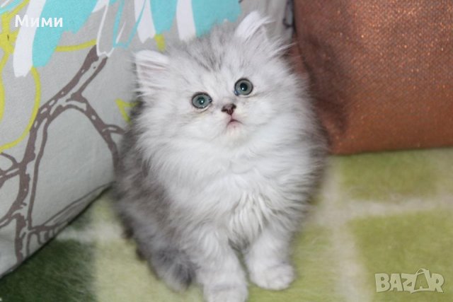 Сребърна чинчила  /  Persian cat, снимка 17 - Персийска - 18951274