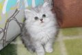Сребърна чинчила  /  Persian cat, снимка 17