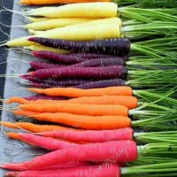 Многоцветни моркови, бонсай, органични, вкусни зеленчуци, растения за дома, градина, редки зеленчуко, снимка 2 - Сортови семена и луковици - 24818953