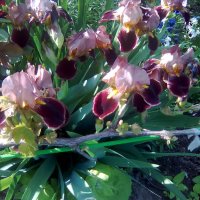 Перуника, снимка 6 - Градински цветя и растения - 24767505