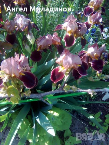 Перуника, снимка 6 - Градински цветя и растения - 24767505
