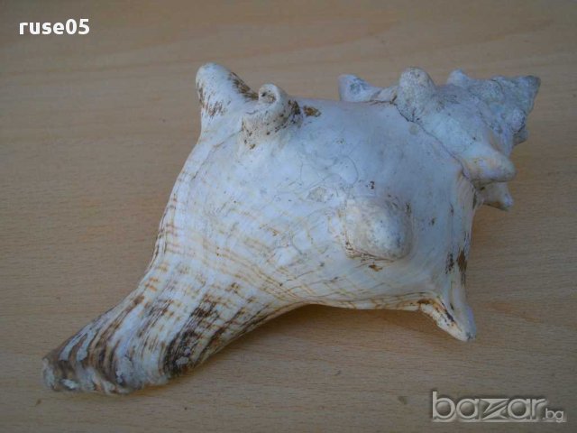 Раковина - 4, снимка 7 - Други ценни предмети - 14605123