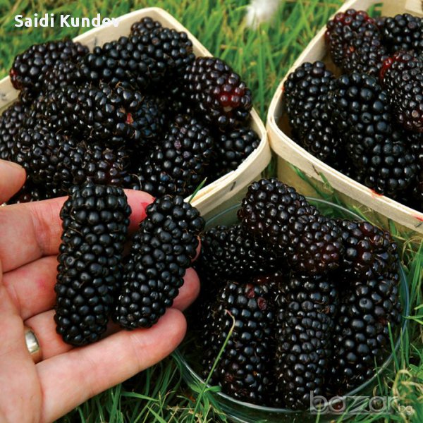 Къпина Karaka black в саксиика- 40 градуса кралят на къпините, снимка 1