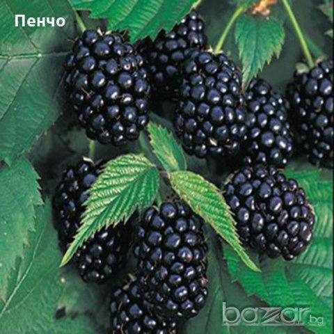 100 бр. Семена от гигантска хранителна къпина антиоксидант със здравословни качества, фибри