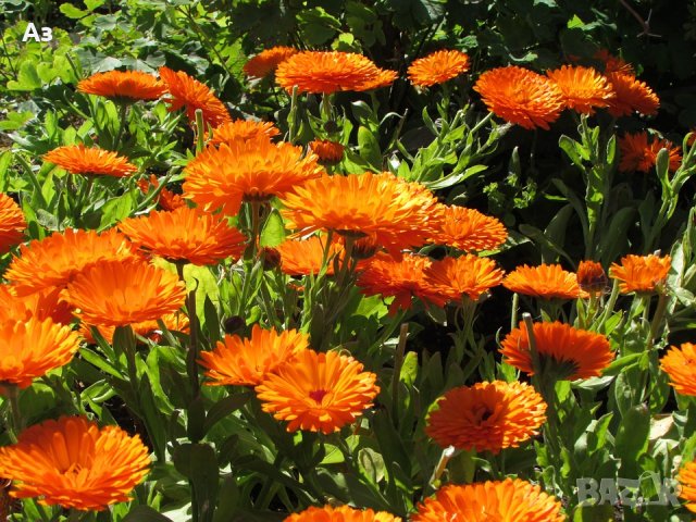 продавам цветя Невен - семена, реколта 2025 г., снимка 5 - Сортови семена и луковици - 24874715